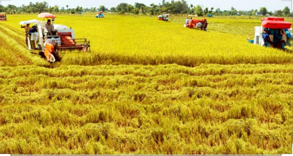 Chính phủ ban hành Nghị định số 62/2019/NĐ-CP sửa đổi, bổ sung một số điều Nghị định số 35/2015/NĐ-CP ngày 13/4/2015 của Chính phủ về quản lý, sử dụng đất trồng lúa.