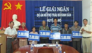 UB.MTTQ Việt Nam huyện Dương Minh Châu: Giải ngân dự án hỗ trợ trâu bò sinh sản cho hộ nghèo