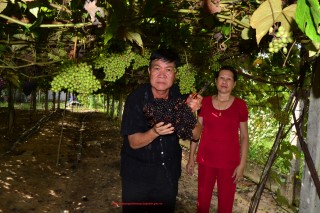 Rượu vang Nho rừng: sản phẩm của “kẻ gàn dở” phá cao su trồng Nho rừng