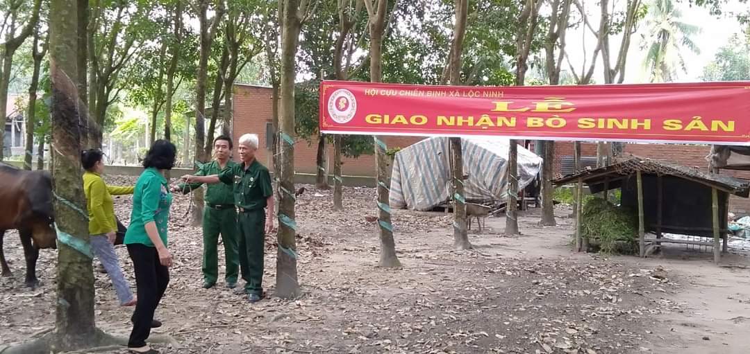 Xã Lộc Ninh: Hội Cựu chiến binh giao bò sinh sản cho Hội viên.
