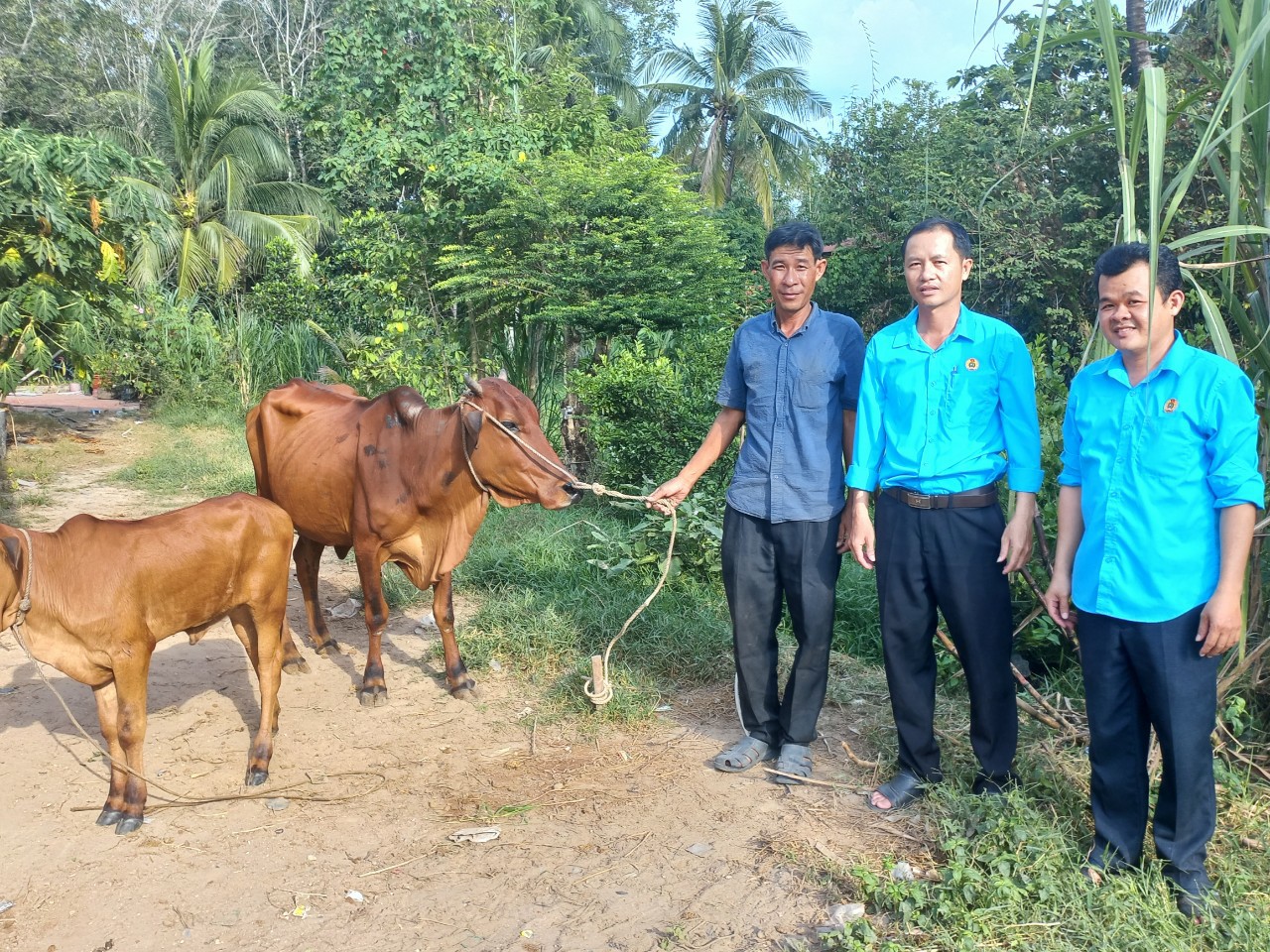 dự án chăn nuôi bò sinh sản của UBND xã Phước Ninh